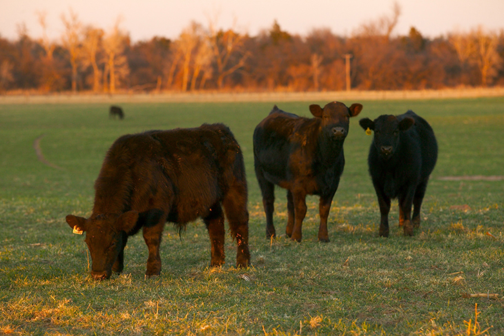 Fall cattle 