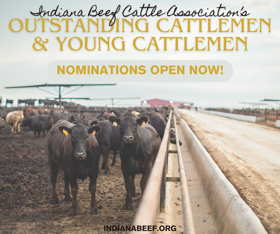 young cattlemen/cattlemen